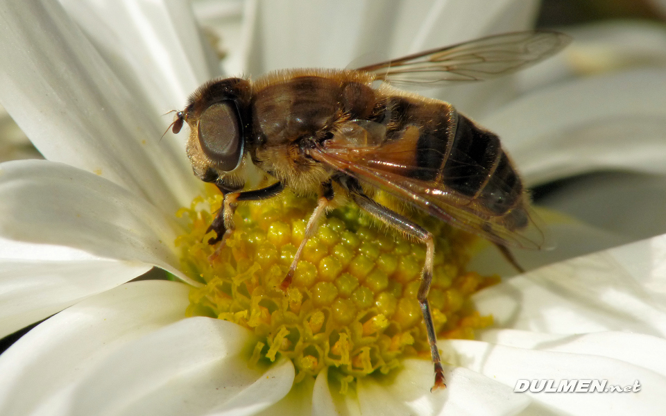 Dronefly (Eristalis pertenax)